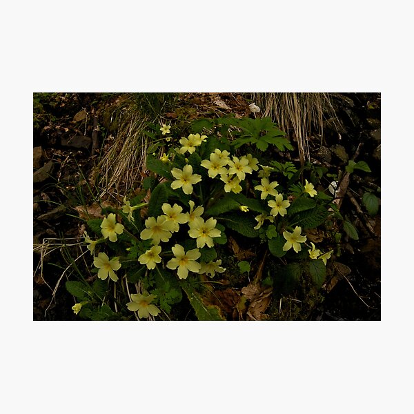 Primrose, Drumlamph Wood, County Derry Photographic Print