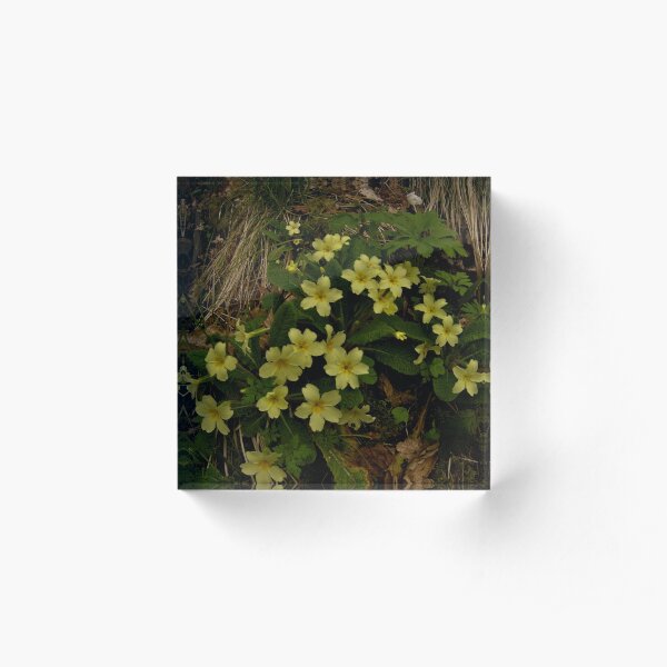 Primrose, Drumlamph Wood, County Derry Acrylic Block