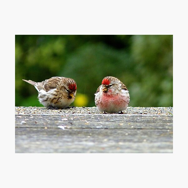 Aperçu de l'œuvre His & Hers! - Redpoll - NZ - Southland créée et vendue par AndreaEL.