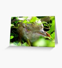 Got My Yellow Eye On You! - Yellow-eyed Penguin - Rarest Penguin in the world - NZ Greeting Card