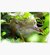 Got My Yellow Eye On You! - Yellow-eyed Penguin - Rarest Penguin in the world - NZ Poster