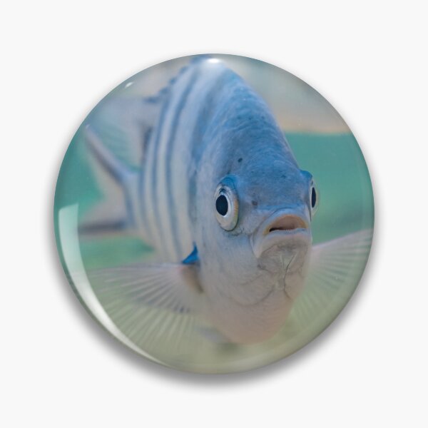 Item preview, Scissortail sergeant Fishy designed and sold by colindavisphoto.