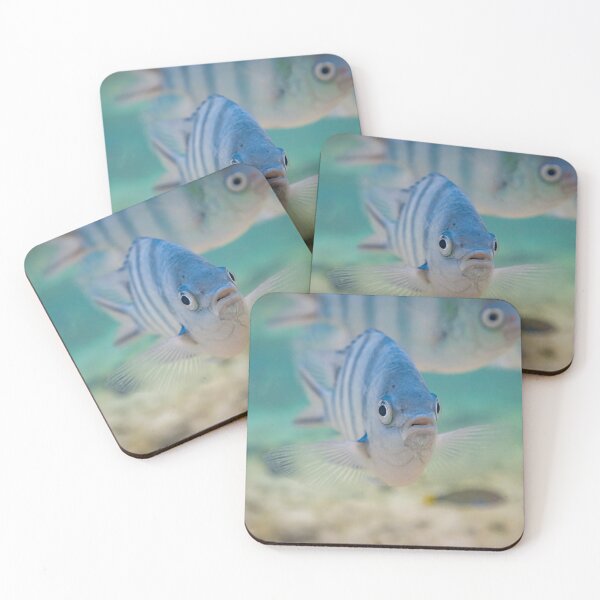 Item preview, Scissortail sergeant Fishy designed and sold by colindavisphoto.