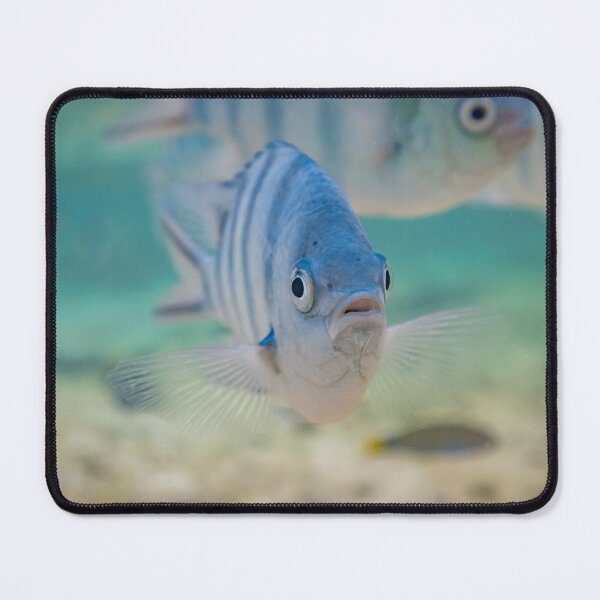 Item preview, Scissortail sergeant Fishy designed and sold by colindavisphoto.