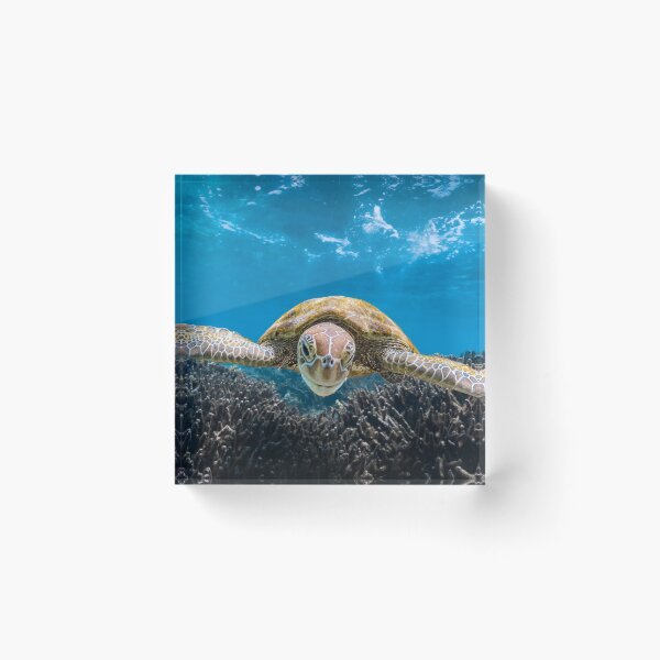 Item preview, Smiling Green Turtle designed and sold by colindavisphoto.