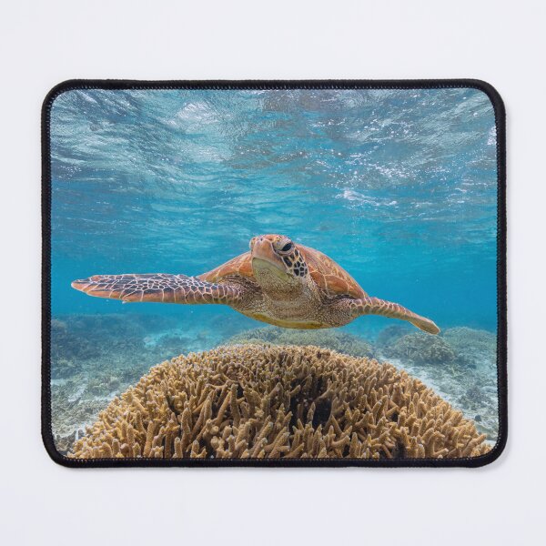 Item preview, Turtle designed and sold by colindavisphoto.