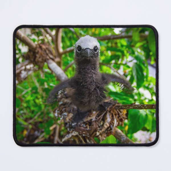 Item preview, Baby Noddy Chick designed and sold by colindavisphoto.