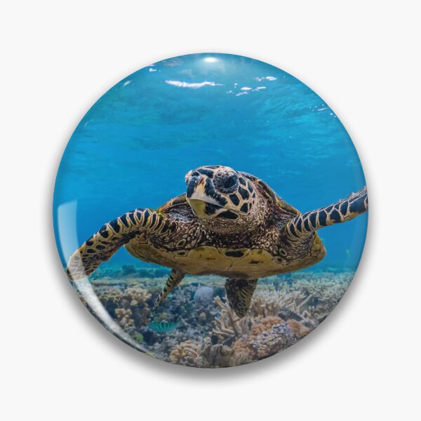 Item preview, Hawksbill Turtle designed and sold by colindavisphoto.