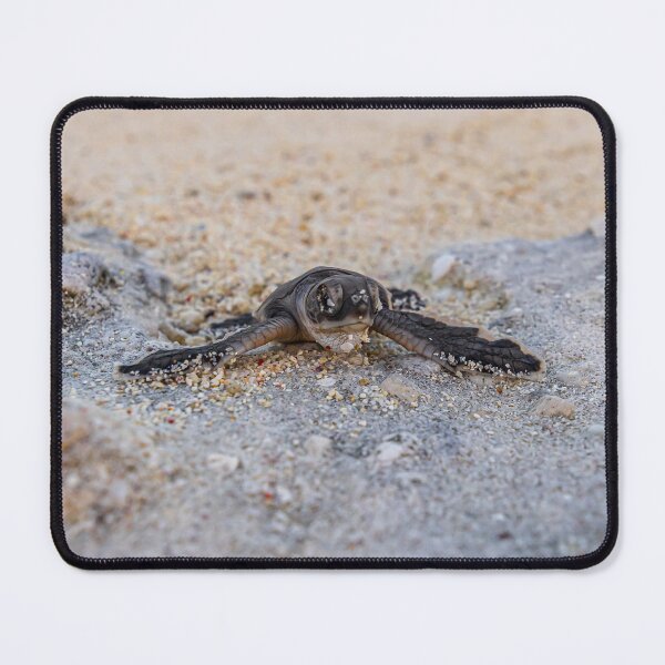 Item preview, Baby Turtle designed and sold by colindavisphoto.