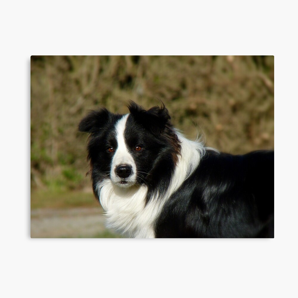 BORDER COLLIE AND LAMB LOVELY OLD STYLE DOG ART PRINT READY MATTED