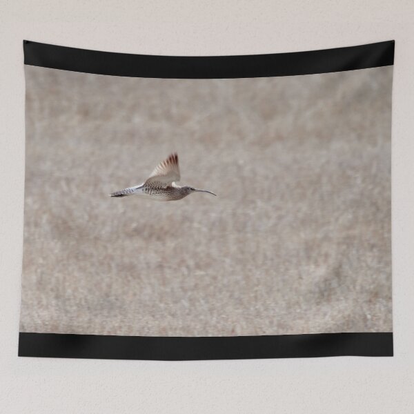Item preview, In the air. Eurasian whimbrel designed and sold by Jouko Lehto Photography.