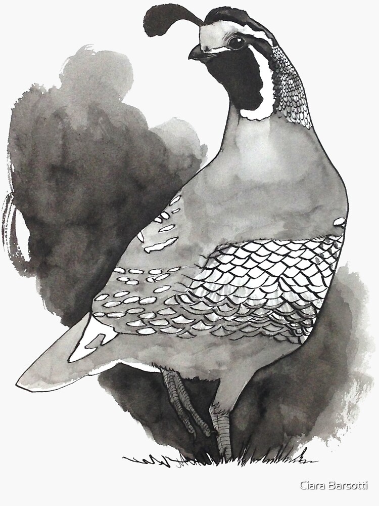 "California Quail Ink Drawing Design" Sticker for Sale by Ciarabarsotti