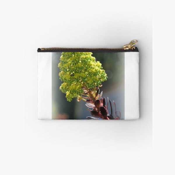 Item preview, Aeonium Arboleum, House Leek Tree designed and sold by Lozzar Flowers & Art.
