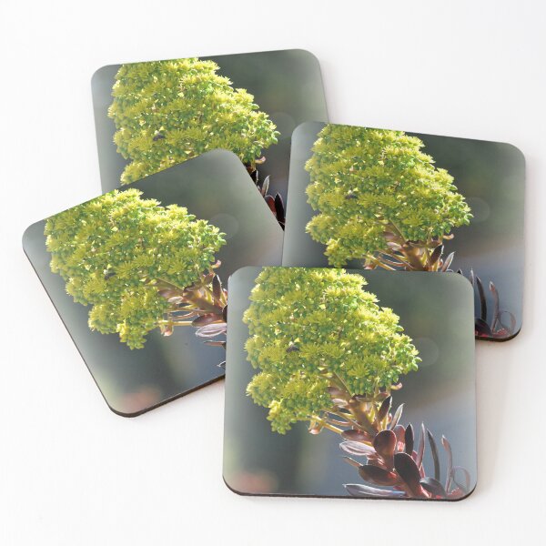 Item preview, Aeonium Arboleum, House Leek Tree designed and sold by Lozzar Flowers & Art.