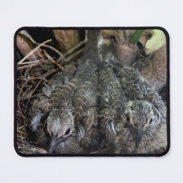 Item preview, My Dove Babies designed and sold by heatherfriedman.