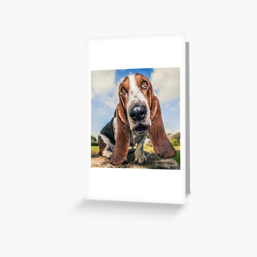 Paper Basset Hound Greeting Card Black White Tan Basset Hound Card From
