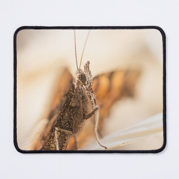 Item preview, Macro shot of a C moth designed and sold by BBPGallery.