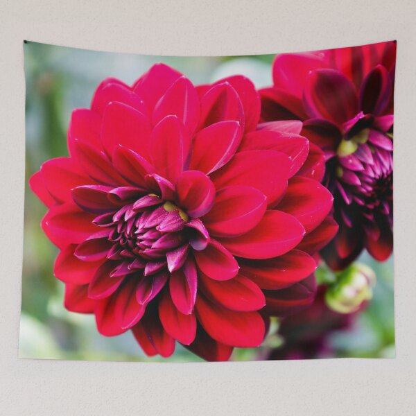 Item preview, Dahlia in Ireland designed and sold by nigellacottage.