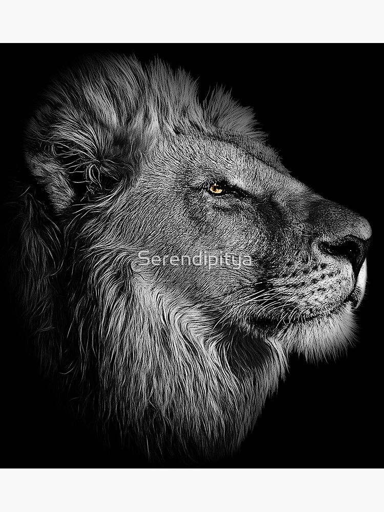 "Lion Head Black and White Realistic Photography" Poster for Sale