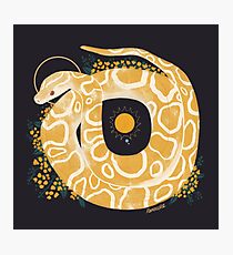 Familiar - Burmese Python Photographic Print