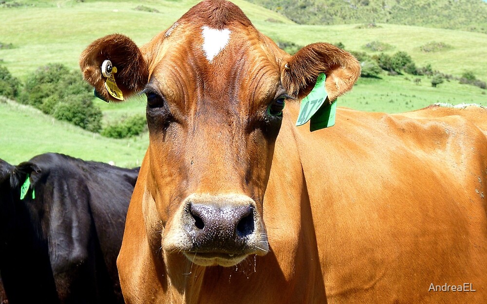 "Anyone Seen My Jersey? Dairy Cow NZ" by AndreaEL Redbubble