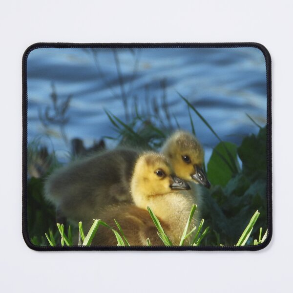 Item preview, Two little Goslings designed and sold by PhotosBySusanne.