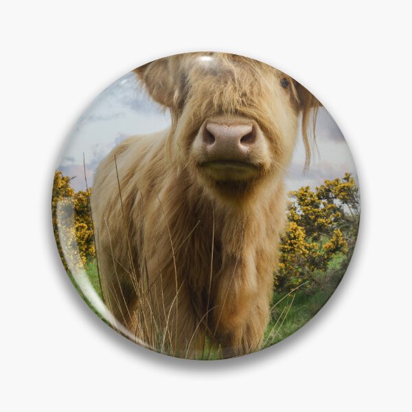 Item preview, Young Highland Cow designed and sold by rawshutterbug.