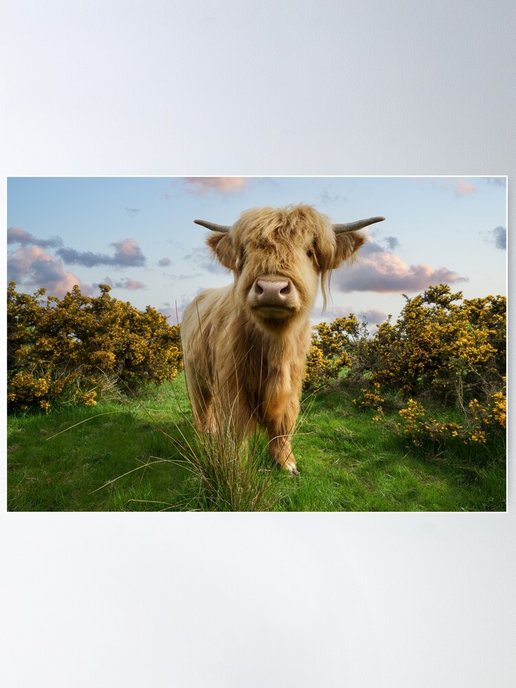 Highland Cow Wrapping Paper by rawshutterbug