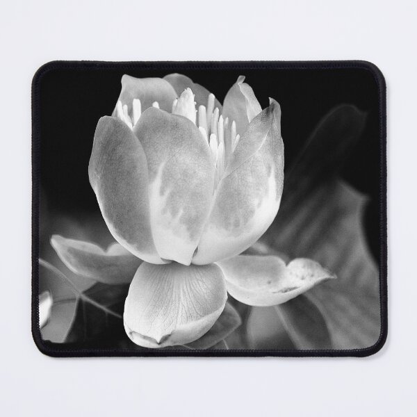 Item preview, You make me feel brand new -Tulip Tree Flower by heidiannemorris © designed and sold by FOLK ART FUSION by heidiannemorris.