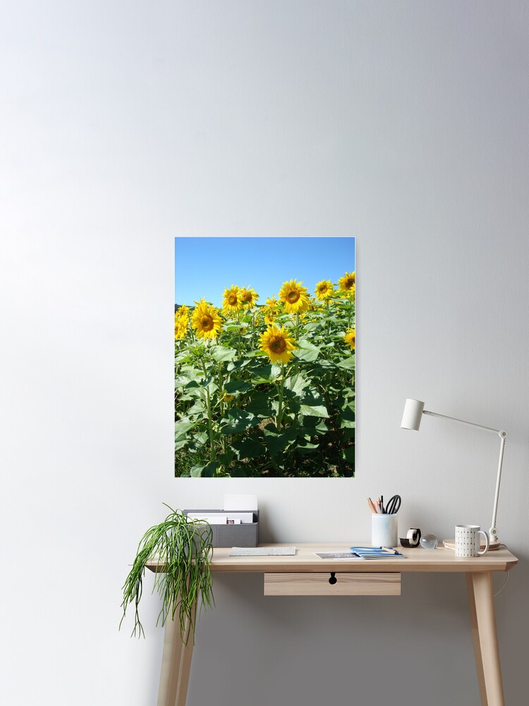 Natur, Landschaft, Sonnenblumen, BebiCervin Redbubble by | Feld, Fotografie, Sale Poster for BebiCervin\