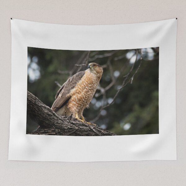 Item preview, Cooper's Hawk designed and sold by Eivor Kuchta.