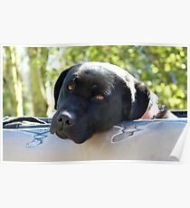 Black Beauty's Got Nothing On Me Mate!!...Black Labrador - NZ Dog Poster