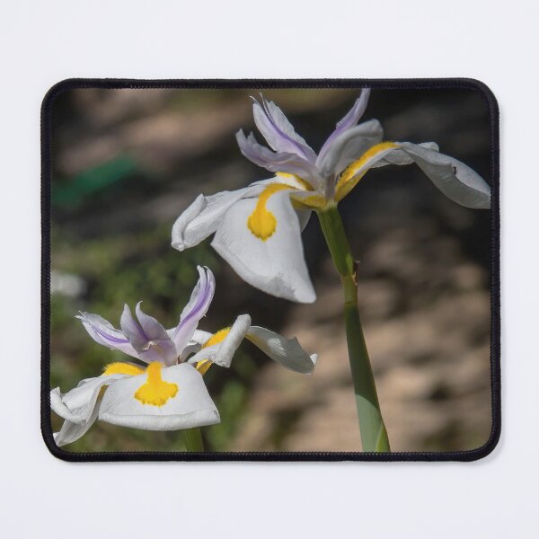 Item preview, African Iris or Fairy Lily designed and sold by CarolM.