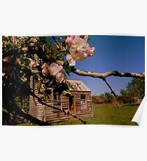 The lonely Apple Tree! - Old House - NZ - Southalnd Poster