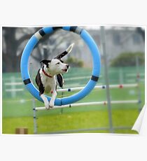 Hey...I Can Fly Through Hoops!!! - Flygility - NZ Poster