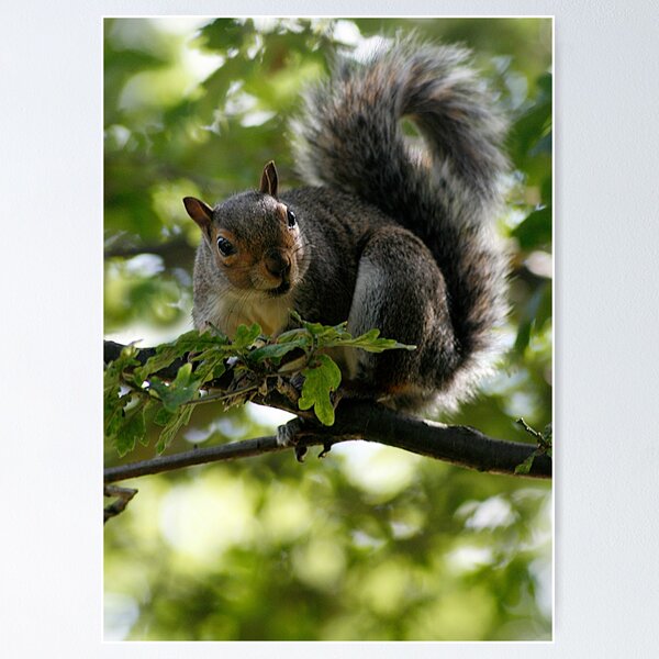 Item preview, Mr Squirrel designed and sold by Jagged-designs.