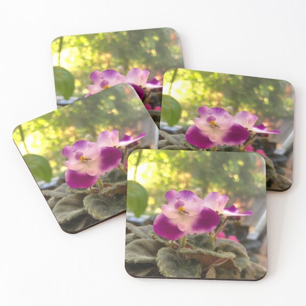 Item preview, Purple and white African violet in the golden hour sun  designed and sold by FlowersAndMore.