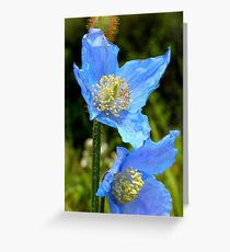 The Colour of Sky! - Himalayan Poppy - NZ Greeting Card