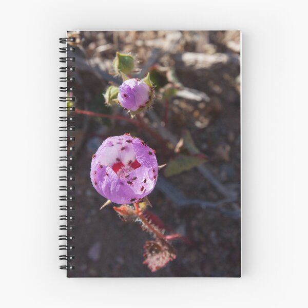 Item preview, Eremalche rotundifolia Or Desert Five Spot  designed and sold by chrismelinafrnk.