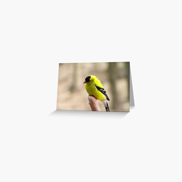 Gold Finch Greeting Card