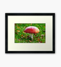 Magical Hallucinations - Amanita Muscaria - Fungi - NZ Framed Print