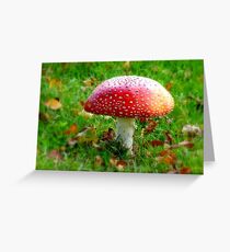 Magical Hallucinations - Amanita Muscaria - Fungi - NZ Greeting Card