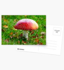 Magical Hallucinations - Amanita Muscaria - Fungi - NZ Postcards