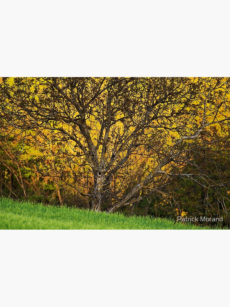 Thumbnail 3 of 3, Photographic Print, When spring shines designed and sold by patmo.