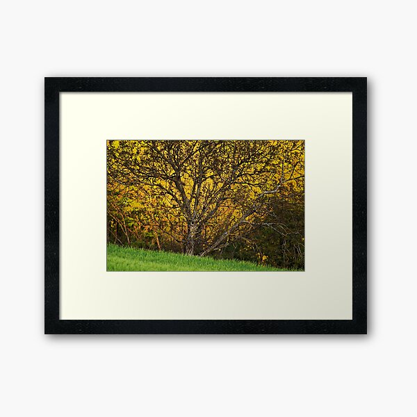When spring shines Framed Art Print