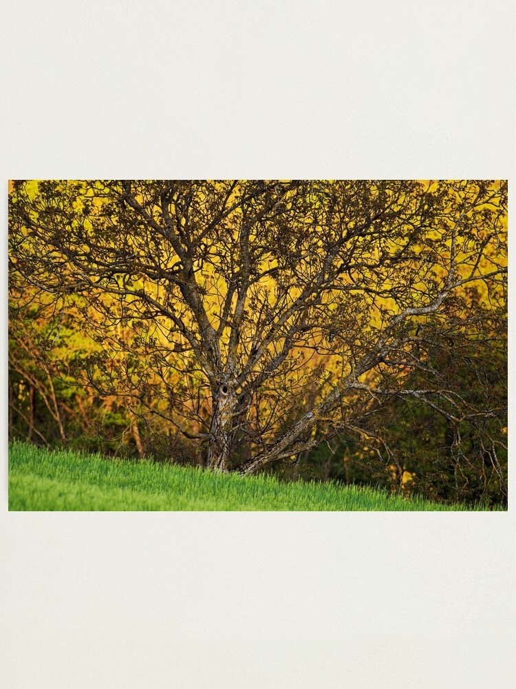Thumbnail 1 of 3, Photographic Print, When spring shines designed and sold by patmo.