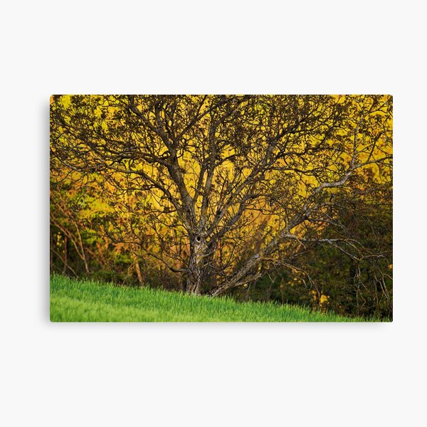When spring shines Canvas Print