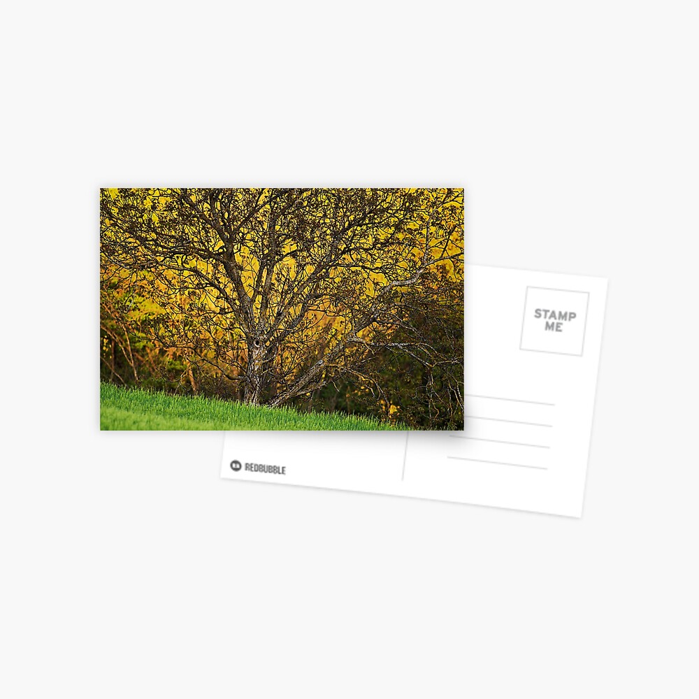 Item preview, Postcard designed and sold by patmo.