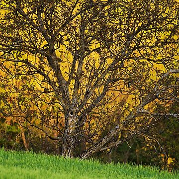 Artwork thumbnail, When spring shines by Patrick Morand