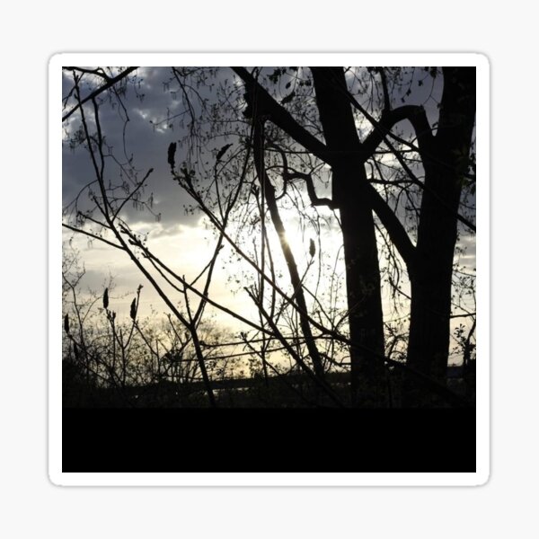 Item preview, Tree Shadows designed and sold by LQuinnn.